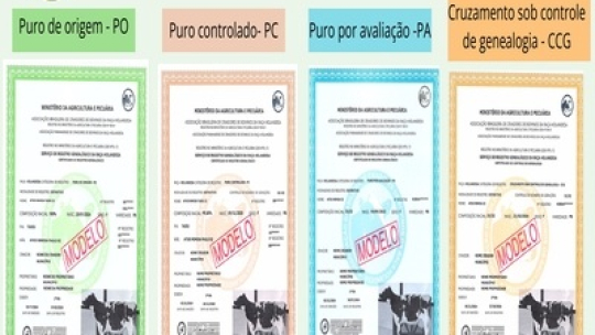 REGISTRE O PEDIGREE COM FACILIDADE